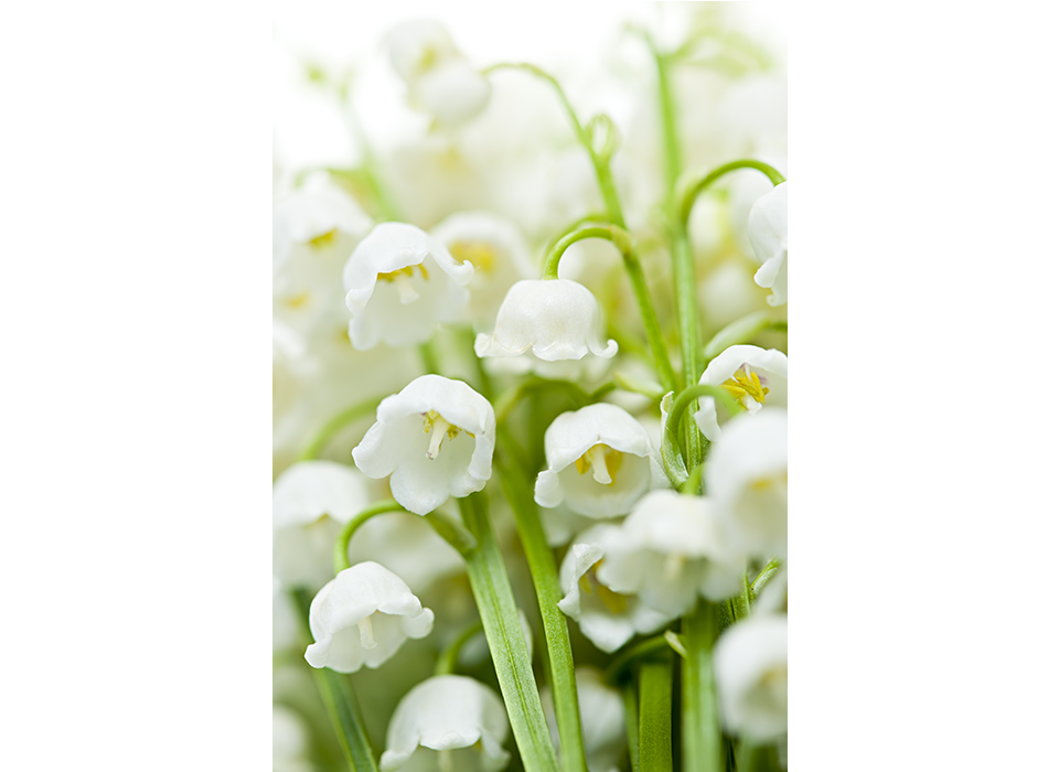 Linalool